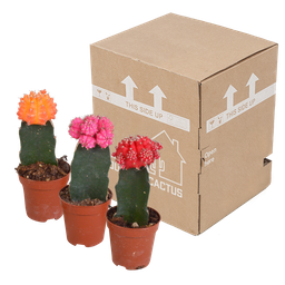 House of cactus Euphorbia meloformis variegata - Gymnocalycium mix - 5,5cm - 3x (8720387961047)