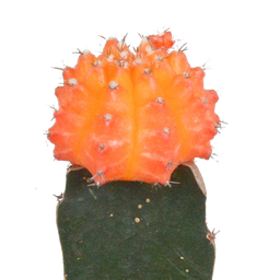 House of cactus Euphorbia meloformis variegata - Gymnocalycium mix - 5,5cm - 3x (8720387961047)