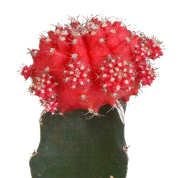 House of cactus Euphorbia meloformis variegata - Gymnocalycium mix - 5,5cm - 3x (8720387961047)