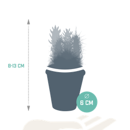 House of cactus Cactus mix 5.5 cm - 5x - in terracotta pot (8720387961023)