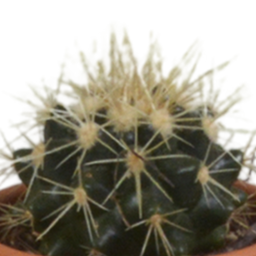 House of cactus Cactus mix 5.5 cm - 5x - in terracotta pot (8720387961023)