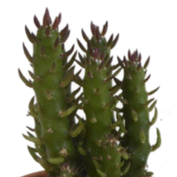 House of cactus Cactus mix 5.5 cm - 5x - in terracotta pot (8720387961023)