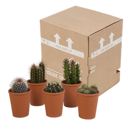 House of cactus Cactus mix 5.5 cm - 5x - in terracotta pot (8720387961023)