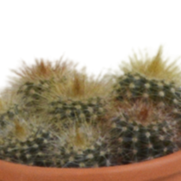 House of cactus Cactus mix 5.5 cm - 5x - in terracotta pot (8720387961023)
