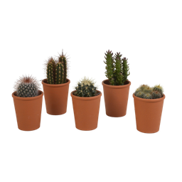House of cactus Cactus mix 5.5 cm - 5x - in terracotta pot (8720387961023)