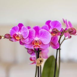 Paars roze phalaenopsis orchidee | Frederikstad (7865885348172)