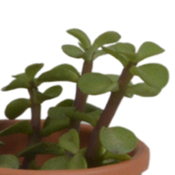 House of cactus Vetplanten mix 5.5 cm - 5x - in terracotta pot (8720387961078)