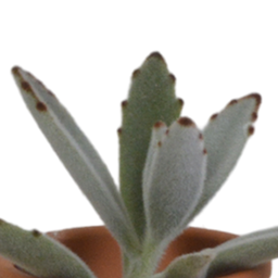 House of cactus Vetplanten mix 5.5 cm - 5x - in terracotta pot (8720387961078)