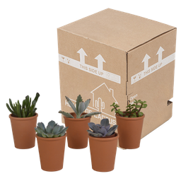 House of cactus Vetplanten mix 5.5 cm - 5x - in terracotta pot (8720387961078)