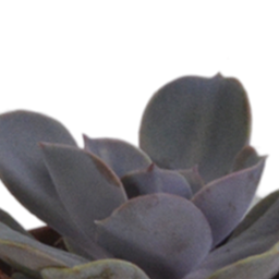 House of cactus Vetplanten mix 5.5 cm - 5x - in terracotta pot (8720387961078)