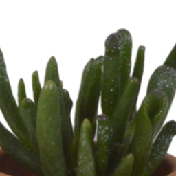House of cactus Vetplanten mix 5.5 cm - 5x - in terracotta pot (8720387961078)