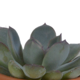 House of cactus Vetplanten mix 5.5 cm - 5x - in terracotta pot (8720387961078)