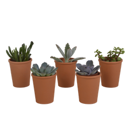 House of cactus Vetplanten mix 5.5 cm - 5x - in terracotta pot (8720387961078)