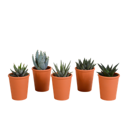 House of cactus Gasteria/Haworthia mix 5,5cm - 5x - in terracotta pot (8720387961115)
