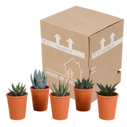 House of cactus Gasteria/Haworthia mix 5,5cm - 5x - in terracotta pot (8720387961115)