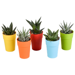 House of cactus Gasteria/Haworthia mix 5,5cm - 5x - in gekleurde plasticpot (8720618070449)