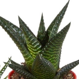 House of cactus Gasteria/Haworthia mix 5,5cm - 5x - in gekleurde plasticpot (8720618070449)