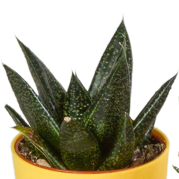 House of cactus Gasteria/Haworthia mix 5,5cm - 5x - in gekleurde plasticpot (8720618070449)