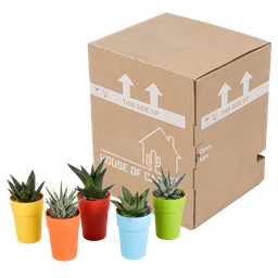 House of cactus Gasteria/Haworthia mix 5,5cm - 5x - in gekleurde plasticpot (8720618070449)