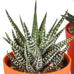 House of cactus Gasteria/Haworthia mix 5,5cm - 5x - in gekleurde plasticpot (8720618070449)