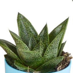 House of cactus Gasteria/Haworthia mix 5,5cm - 5x - in gekleurde plasticpot (8720618070449)