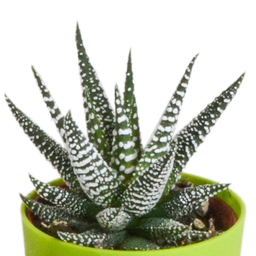 House of cactus Gasteria/Haworthia mix 5,5cm - 5x - in gekleurde plasticpot (8720618070449)