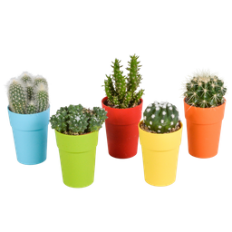 House of cactus Cactus mix 5.5 cm - 5x - in gekleurde plasticpot (8720618070425)