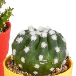 House of cactus Cactus mix 5.5 cm - 5x - in gekleurde plasticpot (8720618070425)