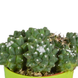 House of cactus Cactus mix 5.5 cm - 5x - in gekleurde plasticpot (8720618070425)