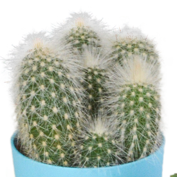 House of cactus Cactus mix 5.5 cm - 5x - in gekleurde plasticpot (8720618070425)