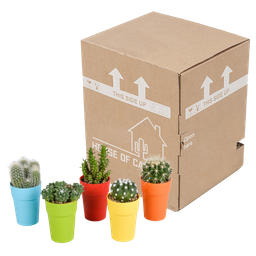 House of cactus Cactus mix 5.5 cm - 5x - in gekleurde plasticpot (8720618070425)