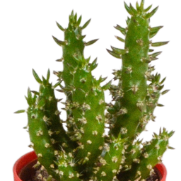 House of cactus Cactus mix 5.5 cm - 5x - in gekleurde plasticpot (8720618070425)