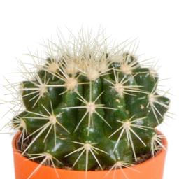 House of cactus Cactus mix 5.5 cm - 5x - in gekleurde plasticpot (8720618070425)