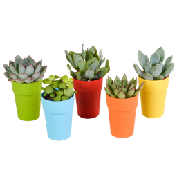 House of cactus Vetplanten mix 5.5 cm - 5x - in gekleurde plasticpot (8720618070432)