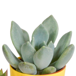 House of cactus Vetplanten mix 5.5 cm - 5x - in gekleurde plasticpot (8720618070432)