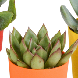 House of cactus Vetplanten mix 5.5 cm - 5x - in gekleurde plasticpot (8720618070432)