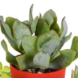 House of cactus Vetplanten mix 5.5 cm - 5x - in gekleurde plasticpot (8720618070432)