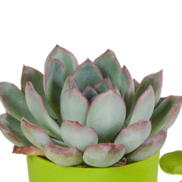 House of cactus Vetplanten mix 5.5 cm - 5x - in gekleurde plasticpot (8720618070432)