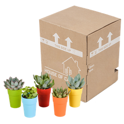 House of cactus Vetplanten mix 5.5 cm - 5x - in gekleurde plasticpot (8720618070432)