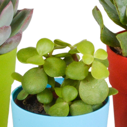 House of cactus Vetplanten mix 5.5 cm - 5x - in gekleurde plasticpot (8720618070432)