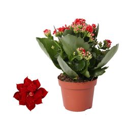 Kalanchoe Rosalina Don Justino Rood (44138)