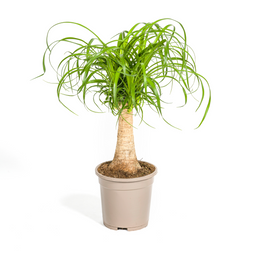 Beaucarnea Recurvata Stam Ø17cm - ↕40 (4250308312619)