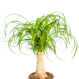 Beaucarnea Recurvata Stam Ø17cm - ↕40 (4250308312619)