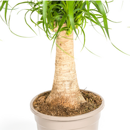 Beaucarnea Recurvata Stam Ø17cm - ↕40 (4250308312619)