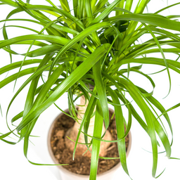 Beaucarnea Recurvata Stam Ø17cm - ↕40 (4250308312619)