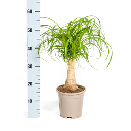 Beaucarnea Recurvata Stam Ø17cm - ↕40 (4250308312619)