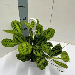 Maranta Leuconeura 'Fascinator' Lemon Lime Hangpot (49925)
