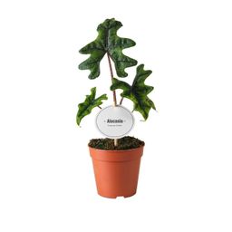 Alocasia Jacklyn (49797)