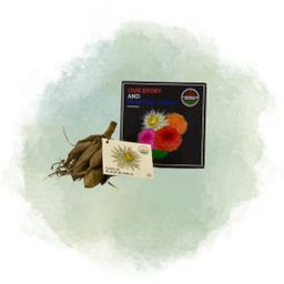 Flowerbulbs amsterdam 24 dahlia playa blanca knollen voor 4 m², cactusvormige bloemen (8720938490552)
