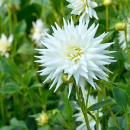 Flowerbulbs amsterdam 24 dahlia playa blanca knollen voor 4 m², cactusvormige bloemen (8720938490552)